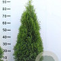 Thuja occ. 'Smaragd' 80-100 cm met kluit