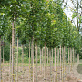 Tilia plat. 'Rubra' 14-16 HO draadkluit