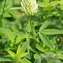 Trifolium ochroleucon GM P9