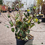 Viburnum carlcephalum 80-100 cm met kluit