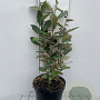 Elaeagnus ebb. 'Compacta' 40-50 cm 3,0L
