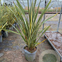 Phormium tenax 'Variegatum' 60-80 cm 7,5L