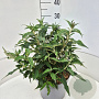 Buddleja dav. 'Violet Cascade' 30-40 cm 10L