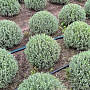 Lavandula ang. 'Munstead' 30-35 cm 10L bol