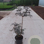 Sambucus nigra Black Lace 60-80 cm 10L