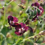 Geranium ph. 'Angelina' GM P9