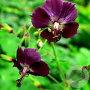 Geranium ph. 'Mourning Widow' GM P9