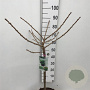 Ginkgo bil. 'Mariken' 60 cm stam 7,5L