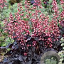 Heuchera 'Timeless Night' GM P9