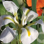 Iris pseudac. 'Alba' GM P9 leverbaar