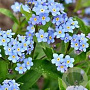 Myosotis pal. 'Semperflorens' GM P9 leverbaar