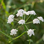 Oenanthe aquatica GM P9 leverbaar