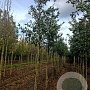 Quercus castaneifolia 'Green Spire' 10-12 HO draadkluit
