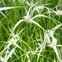Rhynchospora colorata GM P9 leverbaar