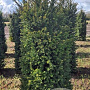 Taxus baccata 150-175 cm draadkluit