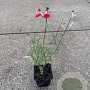 Salvia micr. 'Hot Lips' GM P9