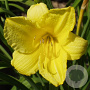 Hemerocallis 'Happy Returns' GM P9