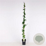 Passiflora caerulea 150-175 cm 5,0L