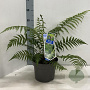 Dicksonia antarctica 30-40 cm 5,0L