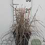 Miscanthus sin. 'Ferner Osten' GM 2,0L