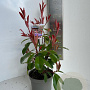 Photinia fraseri 'Red Robin' 30-40 cm P17
