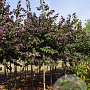 Cercis can. 'Forest Pansy' 12-14 HO draadkluit geveerd 3 X verplant