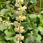 Heuchera cylindrica 'Greenfinch' GM P9