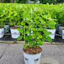 Hydrangea a. Strong Annabelle 30-40 cm 5,0L