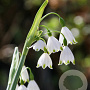 Leucojum aestivum 'Gravetye Giant' GM P9