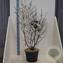 Magnolia stellata 125-150 cm 20L meerstammig