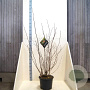 Physocarpus opulif. Diable d'Or 150-175 cm 20L