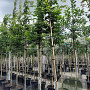 Carpinus betulus 12-14 HO container