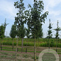 Davidia involucrata 12-14 HO draadkluit