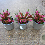 Erica vagans 'Mrs D.F. Maxwell' 10 cm P10,5