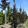 Fagus syl. 'Atropunicea' 18-20 cm draadkluit geveerd