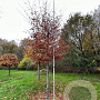 Fagus syl. 'Atropunicea' 35-40 HO draadkluit