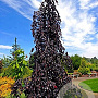 Fagus syl. 'Purple Fountain' 12-14 cm draadkluit geveerd