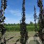 Fagus syl. 'Rohan Obelisk' 10-12 cm draadkluit geveerd