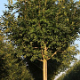 Fraxinus excelsior 'Altena' 14-16 HO draadkluit