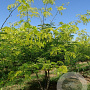 Gleditsia triacanthos 'Sunburst Locust' 250-300 cm draadkluit meerstammig
