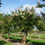 Lagerstroemia 'Natchez' 175-200 cm draadkluit meerstammig