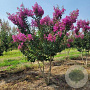 Lagerstroemia 'Tuscarora' 175-200 cm draadkluit meerstammig