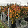Parrotia persica Persian Spire 125-150 cm container 