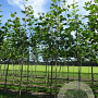 Platanus hispanica 'Malburg' 16-18 HO draadkluit
