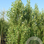 Populus nigra 'Italica' 16-18 cm draadkluit geveerd