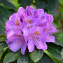 Rhododendron 'Catawbiense Grandiflorum' 200-225 cm container solitair