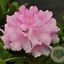 Rhododendron (Y) 'Silberwolke' 40-50 cm container