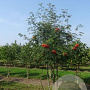 Sorbus aucuparia 350-400 cm draadkluit meerstammig
