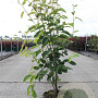 Amelanchier lamarckii 80-100 cm 5,0L