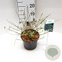 Buddleja d. 'Nanho Purple' 40-50 cm 3,0L